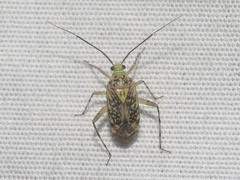 Taedia marmorata
