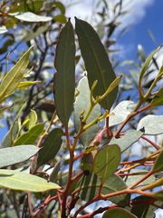 Eucalyptus forrestiana