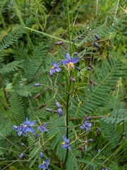 Dianella longifolia longifolia