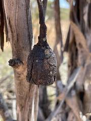 Eucalyptus forrestiana