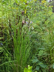 Dianella longifolia longifolia