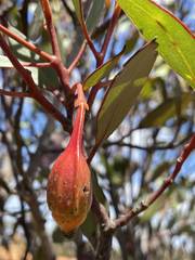 Eucalyptus forrestiana