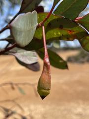 Eucalyptus forrestiana