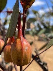 Eucalyptus forrestiana