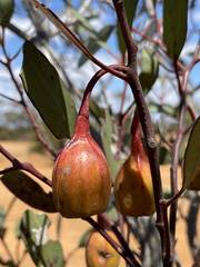 Eucalyptus forrestiana