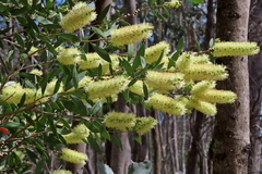 Melaleuca pallida