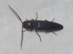 Dicrepidius corvinus