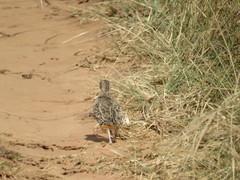 Turnix sylvaticus