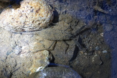 Laccotrephes japonensis