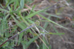 Acaena pinnatifida californica