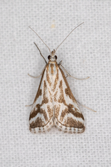 Sedenia rupalis