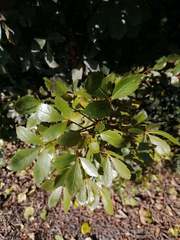 Pseudopanax discolor