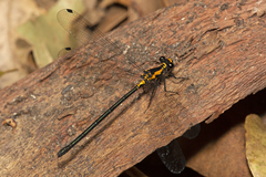 Austroargiolestes amabilis