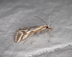 Sedenia rupalis