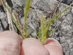 Trisetum antarcticum