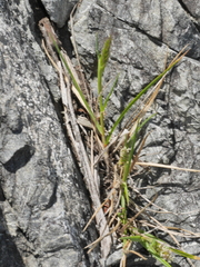 Trisetum antarcticum