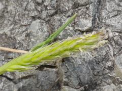 Trisetum antarcticum