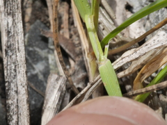 Trisetum antarcticum