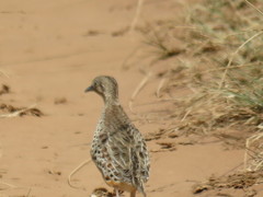 Turnix sylvaticus