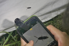 Dicrepidius corvinus