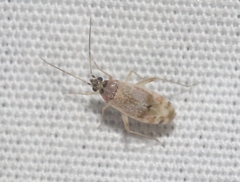 Pseudopsallus tiquiliae