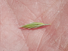 Festuca multinodis