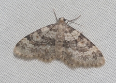 Zenophleps obscurata