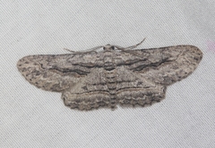 Iridopsis obliquaria