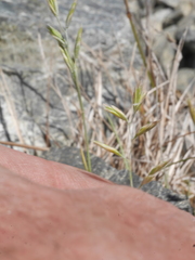Festuca multinodis