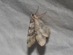 Zenophleps obscurata