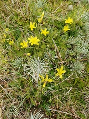 Ranunculus sericophyllus