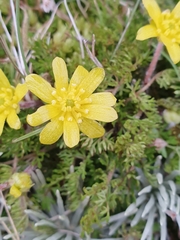 Ranunculus sericophyllus