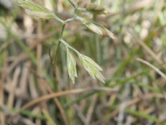Festuca multinodis
