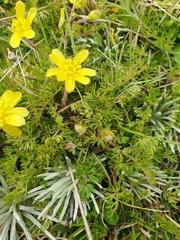 Ranunculus sericophyllus