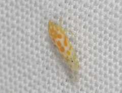 Alconeura dodonana