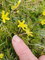 Ranunculus sericophyllus