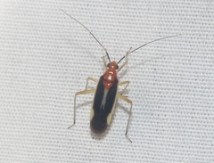 Ganocapsus filiformis