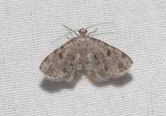 Prorella discoidalis