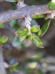 Coprosma obconica