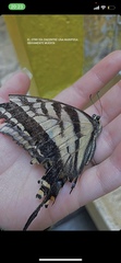 Papilio multicaudata