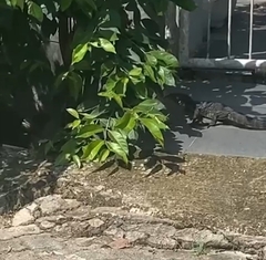 Varanus salvator macromaculatus