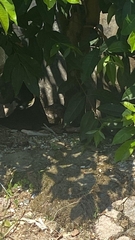 Varanus salvator macromaculatus