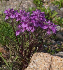 Pedicularis anthemifolia