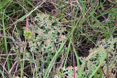 Helichrysum litorale