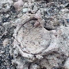 Amblyocarenum walckenaeri