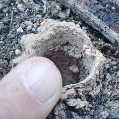 Amblyocarenum walckenaeri