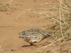 Turnix sylvaticus
