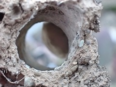 Amblyocarenum walckenaeri