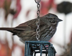 Melospiza melodia morphna