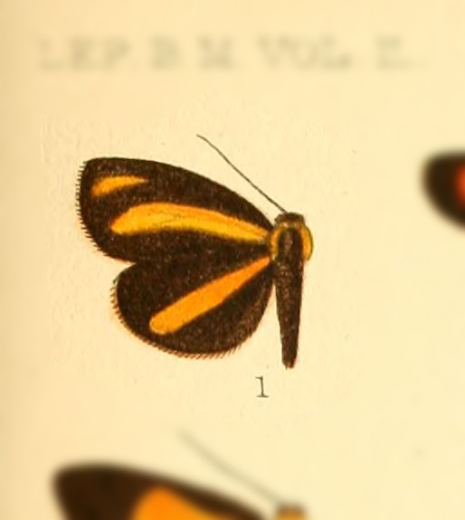 Antona semicirculata